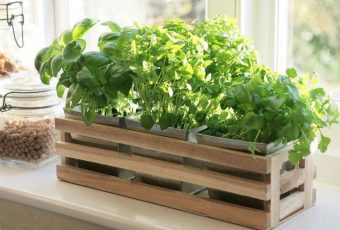 Herb Garden Box
