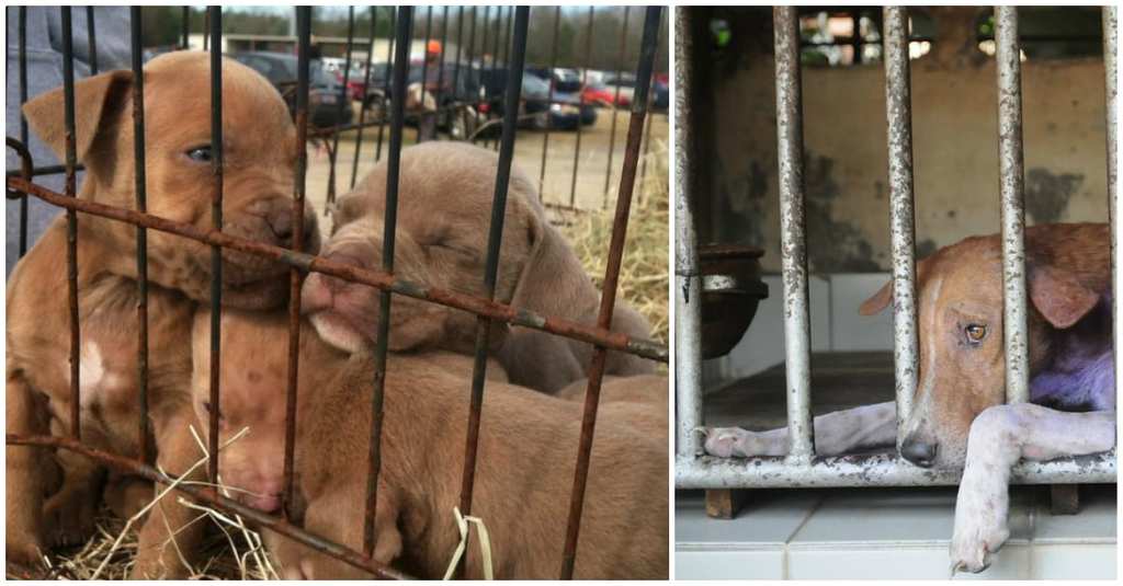 Part Of A Puppy Mill