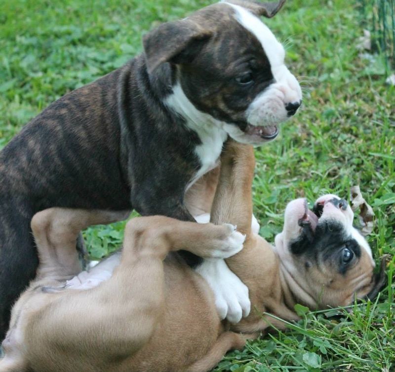 Mama And The Puppies Bond