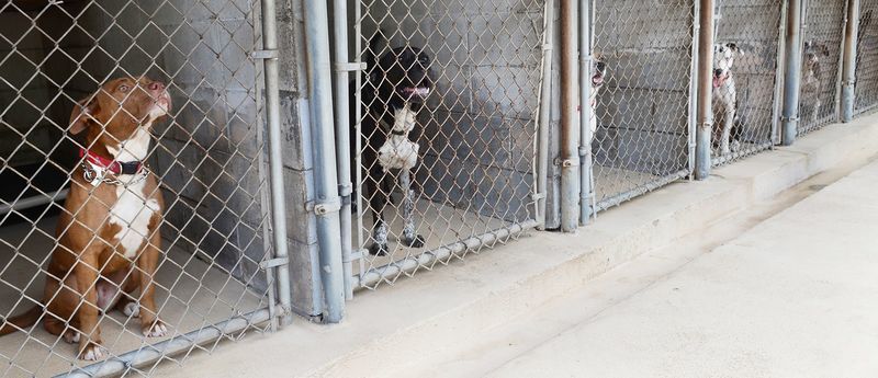 Not Always A Happy Ending For Shelter Dogs