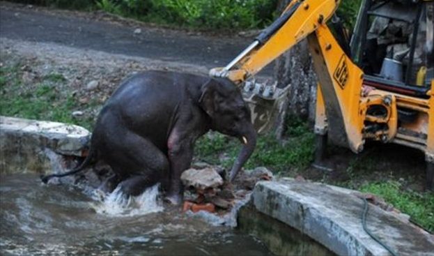 Baby Elephant Is Finally Rescued