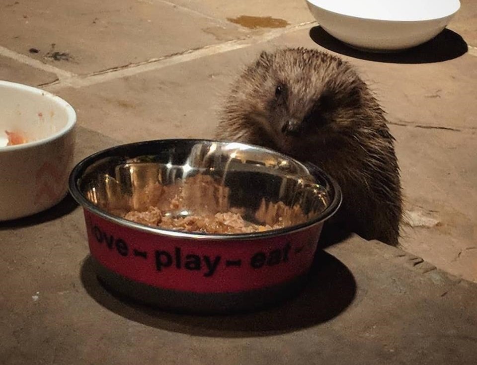 The Friendliest Hedgehog