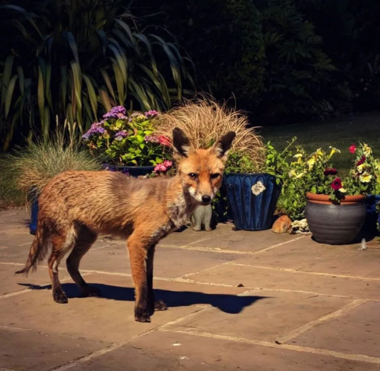 Foxes In England