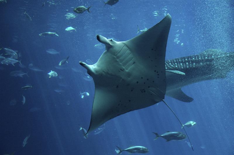 The Happy Manta Ray