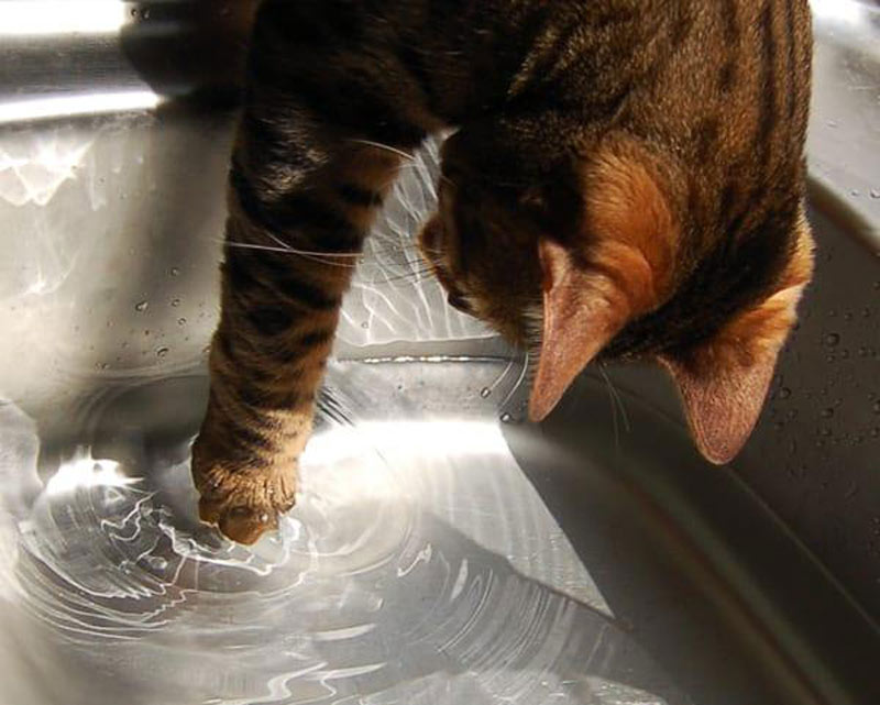 Pawing At Water Is An Instinct