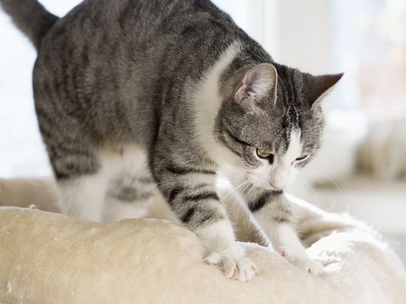 Kneading With Paws