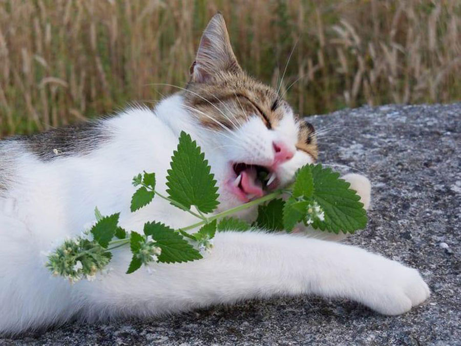 Catnip For Pleasure