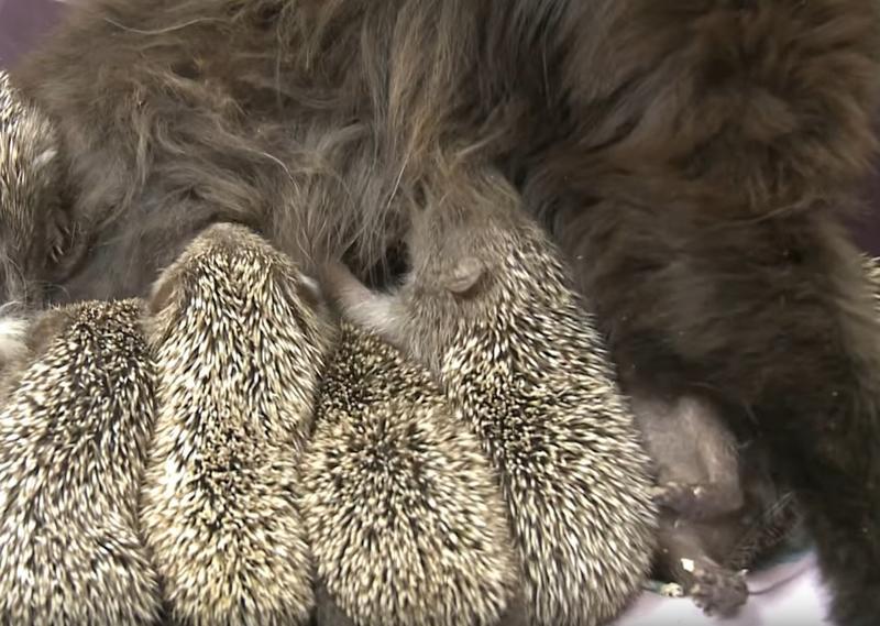 Raising Hedgehogs