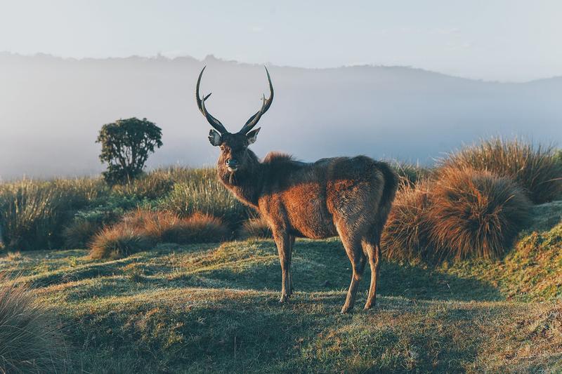 Guy Eating A Deer