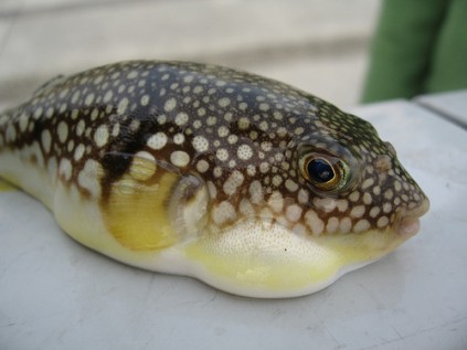 Fugu Pufferfish