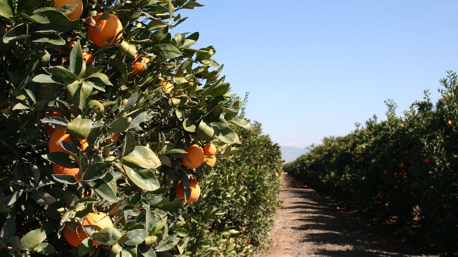 The Disease Threatens Many Types Of Citrus Trees Across California
